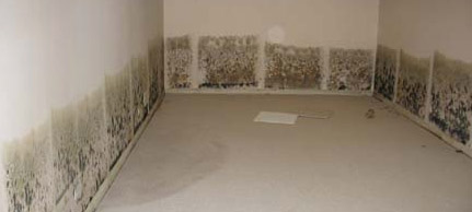 Mold Caused By Water Damage