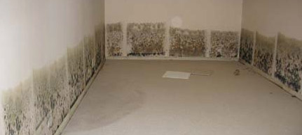 Mold on Walls after Water Damage