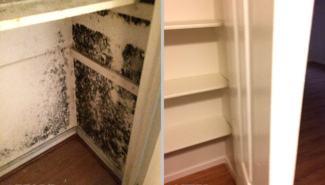 Mold Damage Before & After Removal