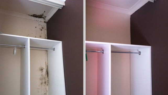 Mold Damage Before & After